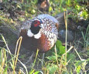 31st Dec 2015 - Male Pheasant