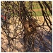 Hummingbird Nest by wilkinscd