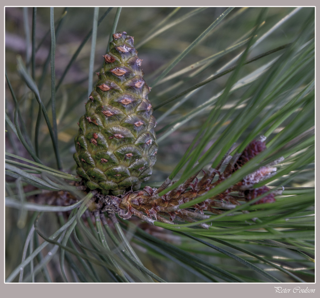 Late Pinecone by pcoulson