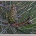 Late Pinecone by pcoulson