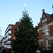Christmas Tree Barking by oldjosh