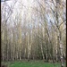 Beautiful birch. by jokristina