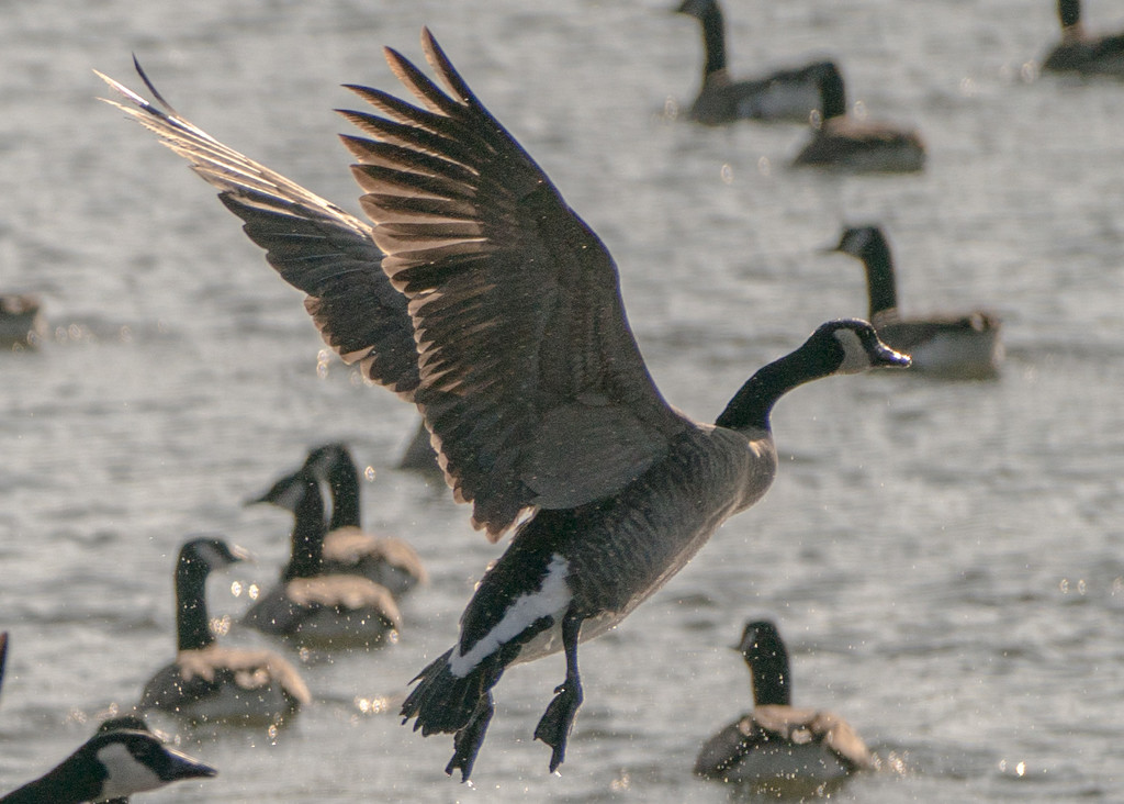 Goose Landing by rminer