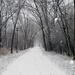 Winter Trail by randy23