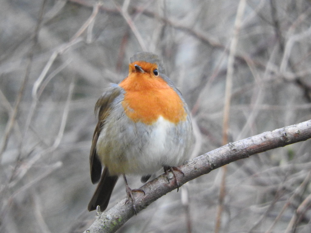 Robin Happy New Year to you all by oldjosh