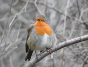 31st Dec 2015 - Robin Happy New Year to you all