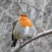 Robin Happy New Year to you all by oldjosh
