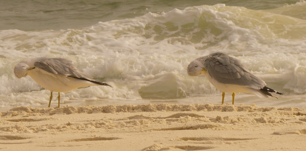 Gulls doing Yoga on the Beach! by rickster549