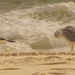 Gulls doing Yoga on the Beach! by rickster549