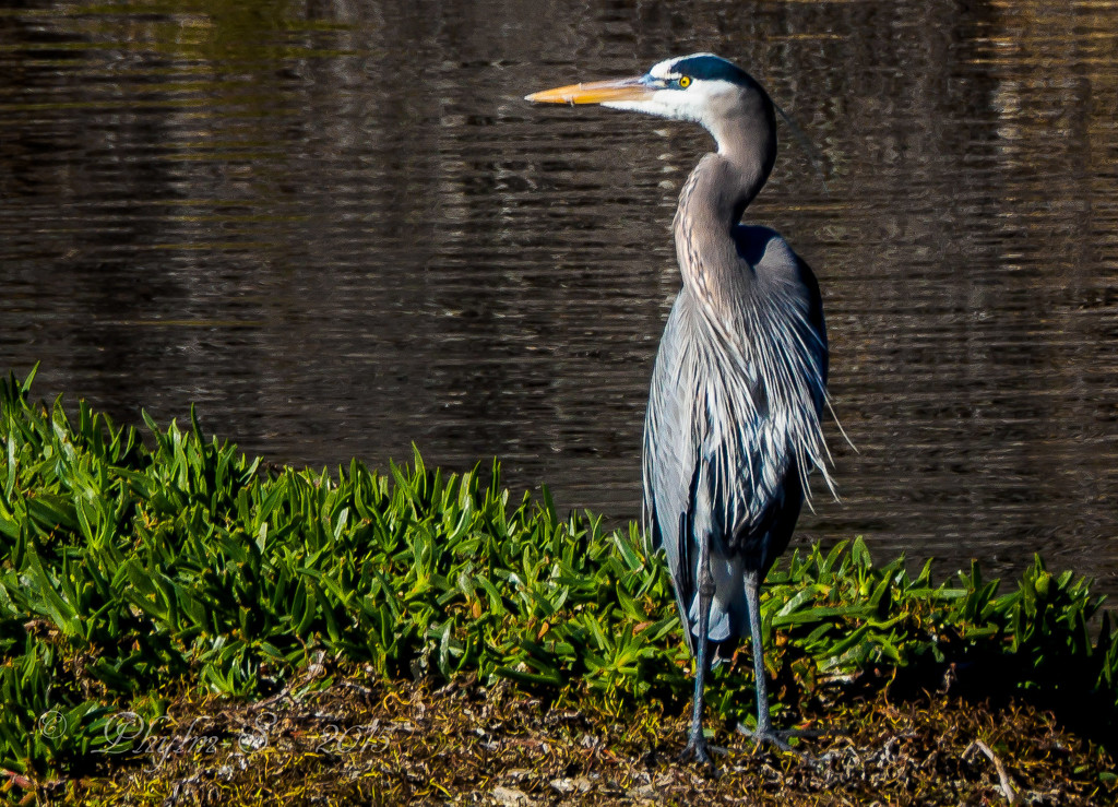 Great Blue Heron Looking Back On First Year of 365 by elatedpixie