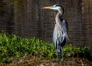 31st Dec 2015 - Great Blue Heron Looking Back On First Year of 365