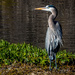 Great Blue Heron Looking Back On First Year of 365 by elatedpixie