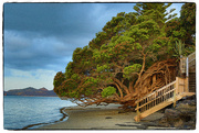 1st Jan 2016 - NZ Xmas tree