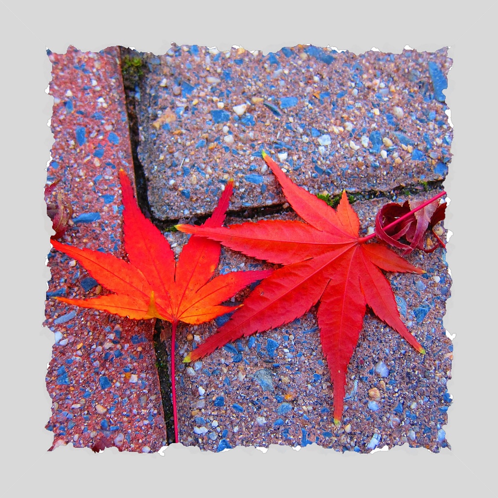 Chinese Maple Leaves by allie912