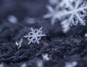 30th Dec 2015 - tiny snowflake
