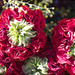 Red-Eye Roses by jamibann