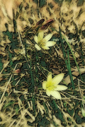 1st Jan 2016 - Monet - Yellow Irises
