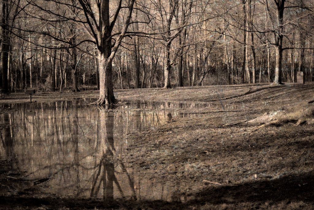 Reflecting in the Winter Woods  by alophoto