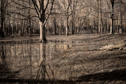 1st Jan 2016 - Reflecting in the Winter Woods 