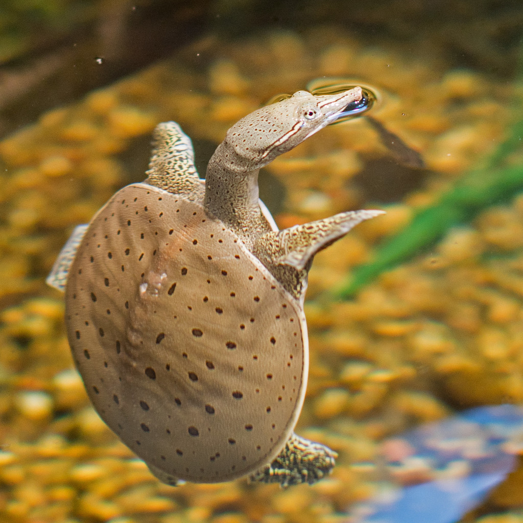Softshell Turtle by rminer