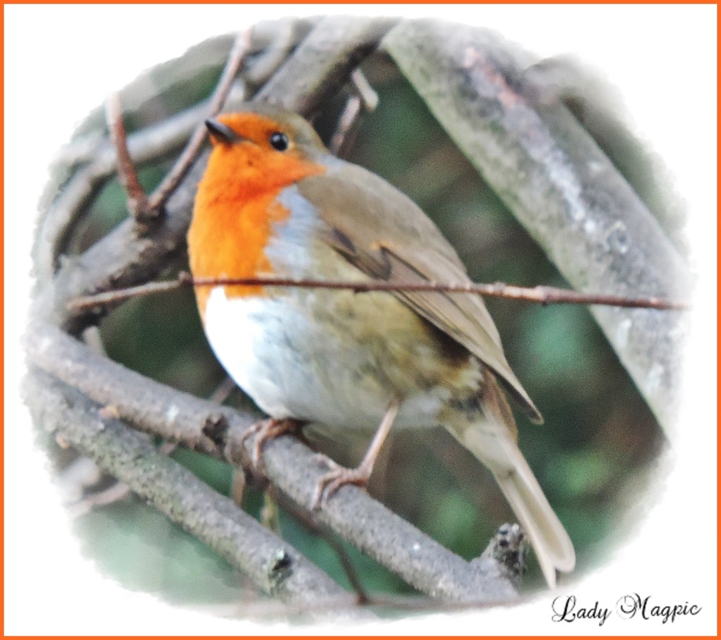 Robin in the Hedgerow. by ladymagpie