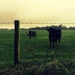 Cows by emma1231
