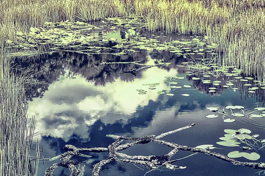 Lily Pond by gardencat