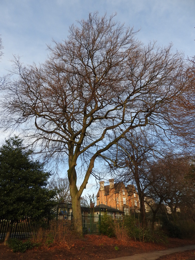 Tree in the Arboretum by oldjosh