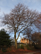 29th Dec 2015 - Tree in the Arboretum