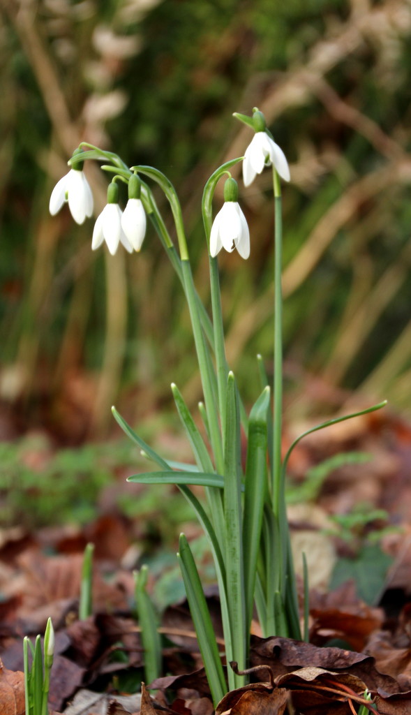 Early snowdrops by busylady