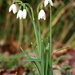 Early snowdrops by busylady