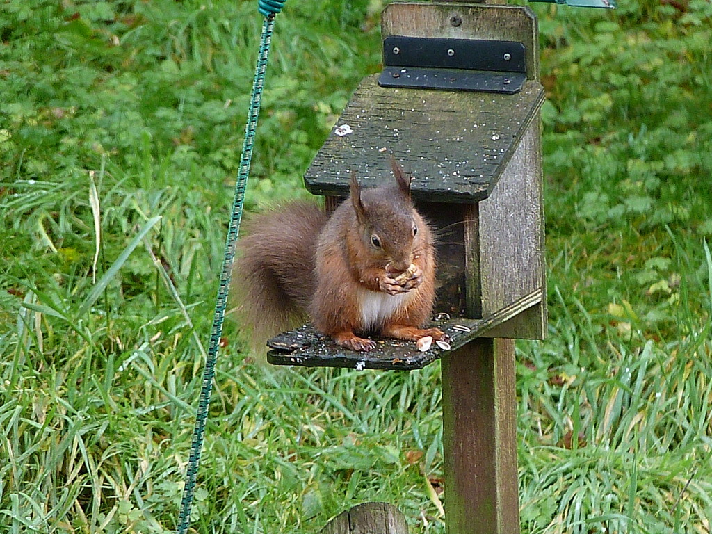Hungry Squirrel  by shirleybankfarm