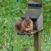 Hungry Squirrel  by shirleybankfarm