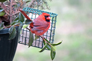 31st Dec 2015 - Male Northern Cardinal