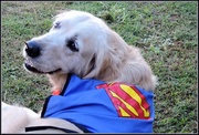 27th Mar 2015 - Super Dog