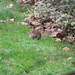 Fat Rabbit Closeup 1.1 by sfeldphotos