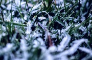 1st Jan 2016 - New Year frost
