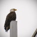 The Bald Eagle is Back! by rickster549