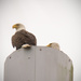 Two Bald Eagles by rickster549