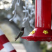 American Humming Bird by flygirl
