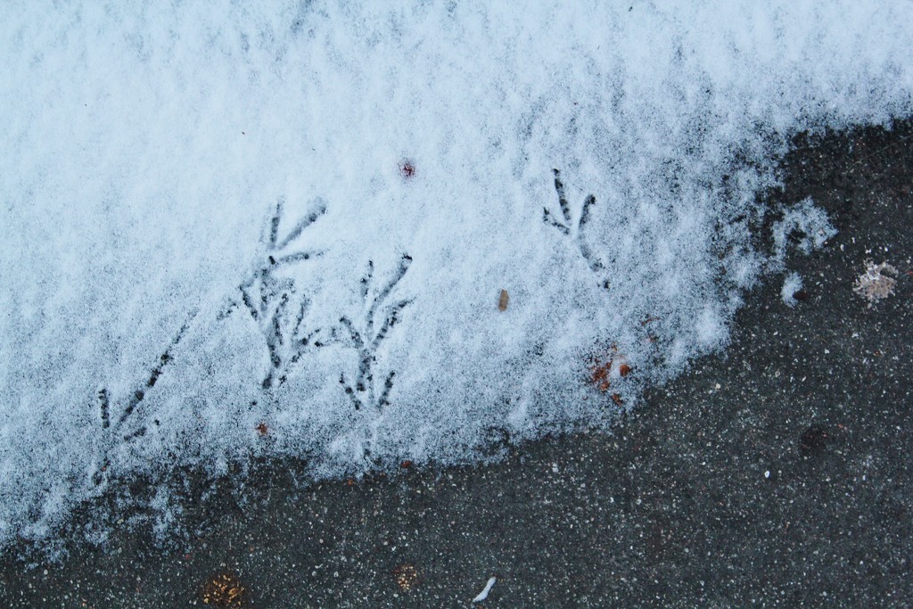 SnowBird by edorreandresen