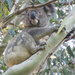 breaking contact by koalagardens