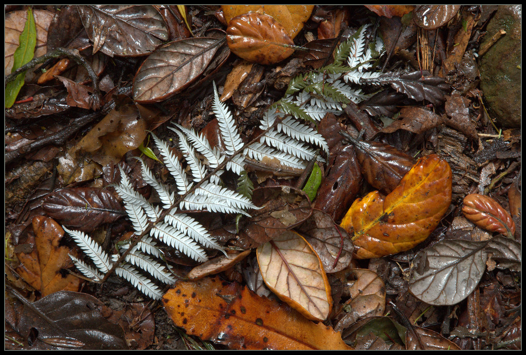 The silver fern by dide
