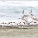 Whose Tern Is It? by aikiuser