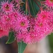 Pink Gum Flowering Tree by leestevo