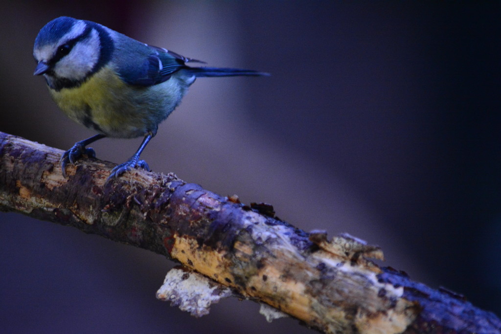 Blue-tit on a branch at twilight by ziggy77