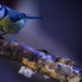Blue-tit on a branch at twilight by ziggy77