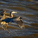 Blue Heron Landing  by jgpittenger