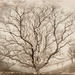 2016 01 02 Tree by pamknowler