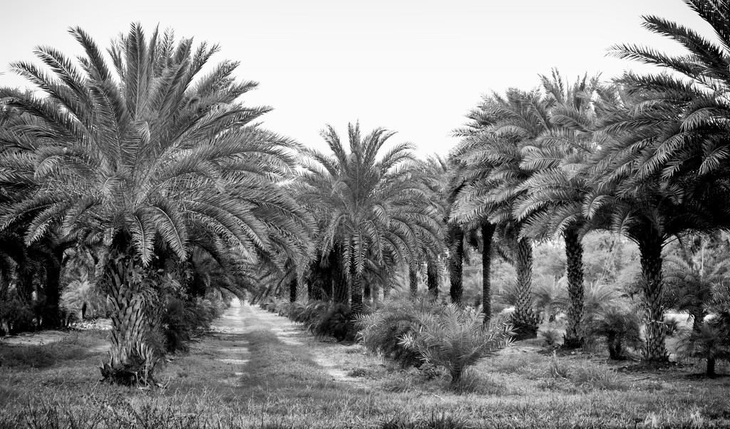 Palm Tree Farm by eudora